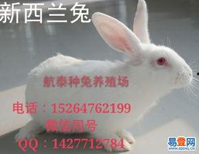 养兔场视频,科技赋能下的绿色养殖之旅