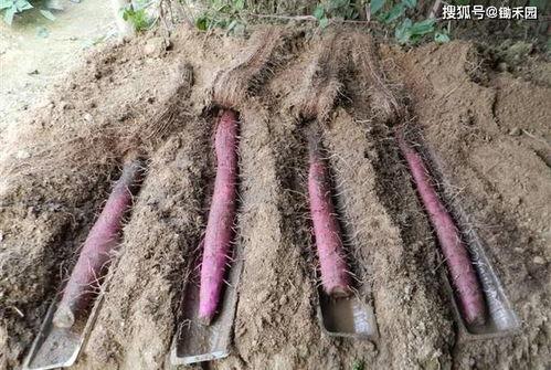 浅生槽山药种植视频