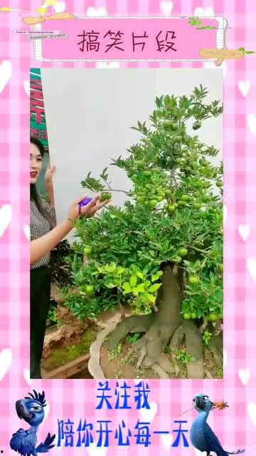 金弹子视频